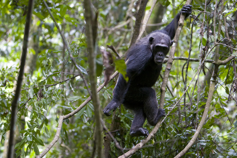 Chimpanzee In Tree